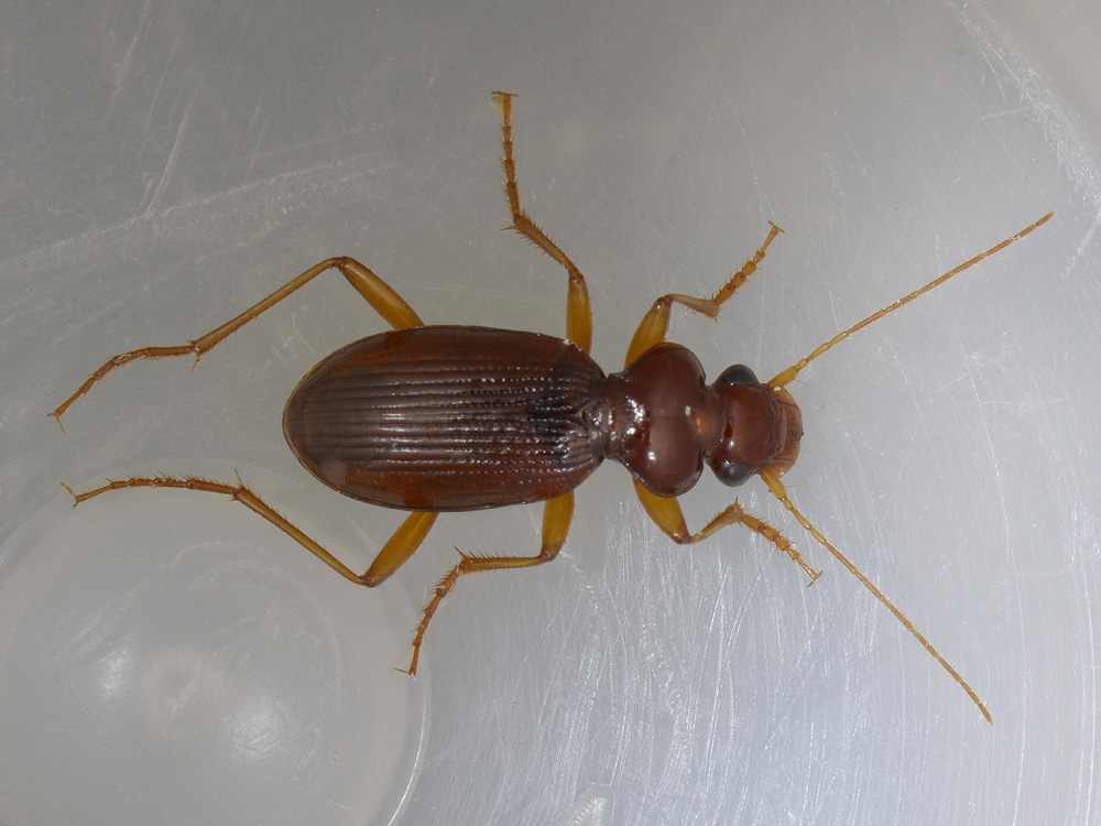 Leistus ferrugineus